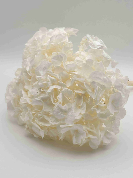 Ortensia Stabilizzata