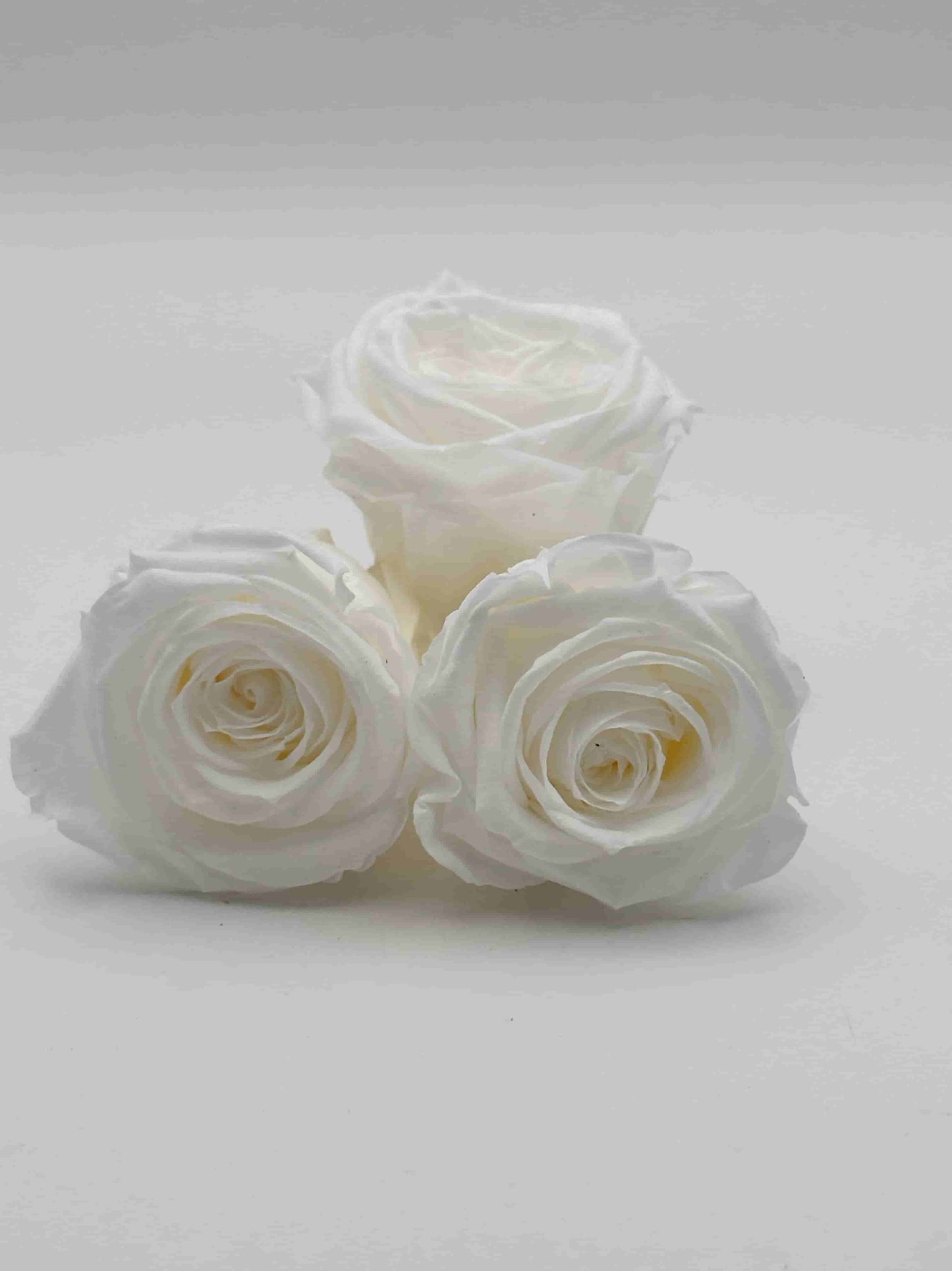 Rose Stabilizzate
