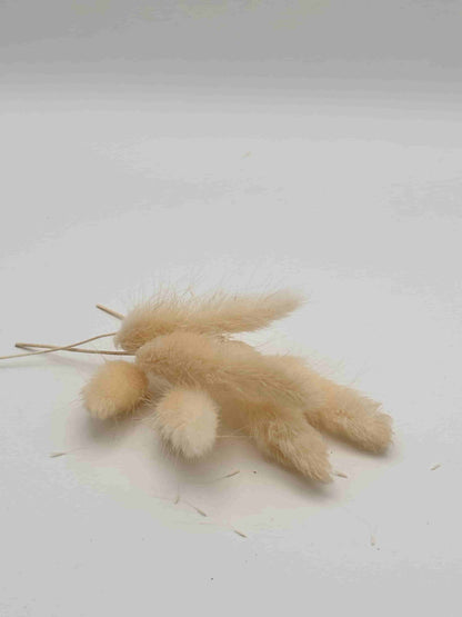 Lagurus bianco stabilizzato per decorare una corona d’alloro di laurea