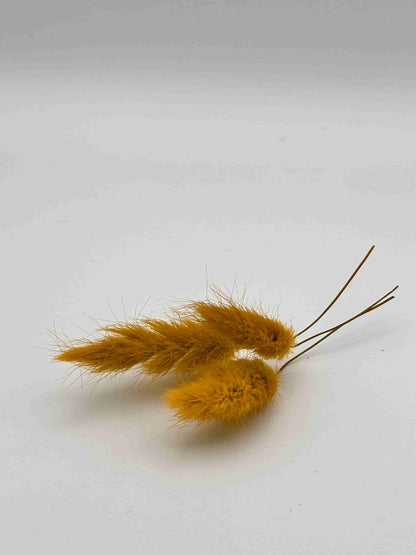 Lagurus giallo stabilizzato per decorare una corona d’alloro di laurea