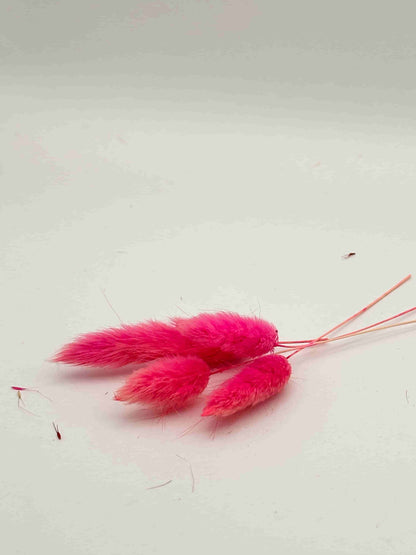 Lagurus fucsia stabilizzato per decorare una corona d’alloro di laurea