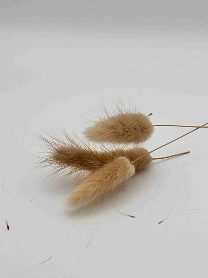 Lagurus naturale stabilizzato per decorare una corona d’alloro di laurea