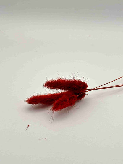 Lagurus rosso stabilizzato per decorare una corona d’alloro di laurea