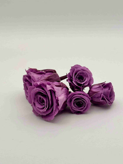 Rosa stabilizzata viola per decorare una corona d’alloro di laurea