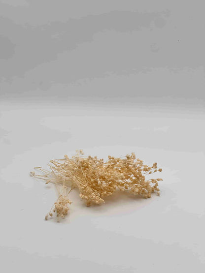 Nebbiolina stabilizzata bianca per decorare una corona d’alloro di laurea