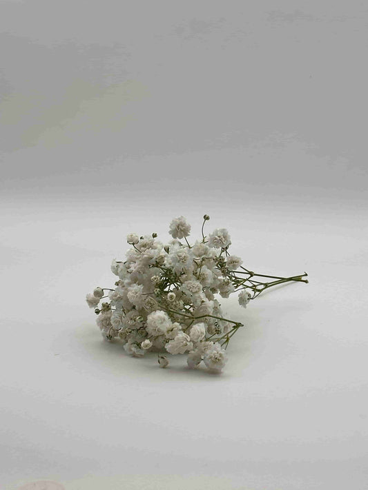 Nebbiolina Fresca