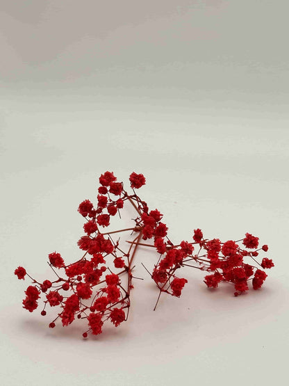 Nebbiolina stabilizzata rossa per decorare una corona d’alloro di laurea
