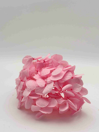 Ortensia stabilizzata rosa per decorare una corona d’alloro di laurea