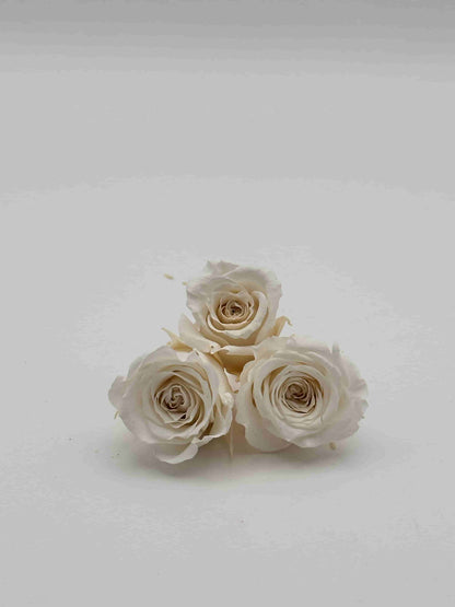 Rosa stabilizzata bianco avorio per decorare una corona d’alloro