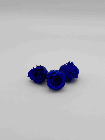Rosa stabilizzata blu per decorare una corona d’alloro di laurea