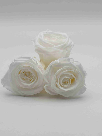 Rosa stabilizzata bianco optical per decorare una corona d’alloro
