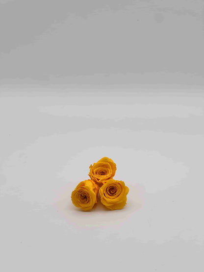 Rosa stabilizzata gialla per decorare una corona d’alloro di laurea