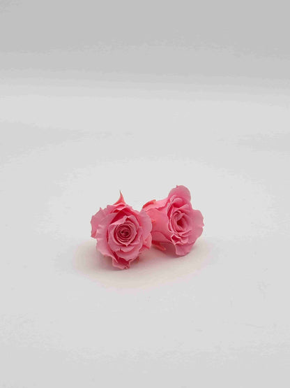 Rosa stabilizzata rosa per decorare una corona d’alloro di laurea