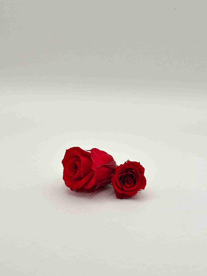 Rosa stabilizzata rossa per decorare una corona d’alloro di laurea
