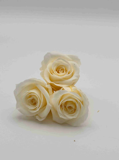 Rosa stabilizzata avorio grande per decorare una corona d’alloro
